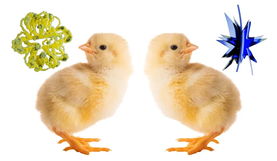 Two baby chickens, one looking at a spiky-shaped object and one looking at a roundish-shaped object
